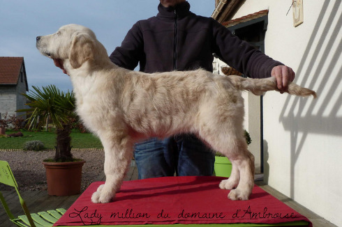 Lady million du Domaine D'ambroise