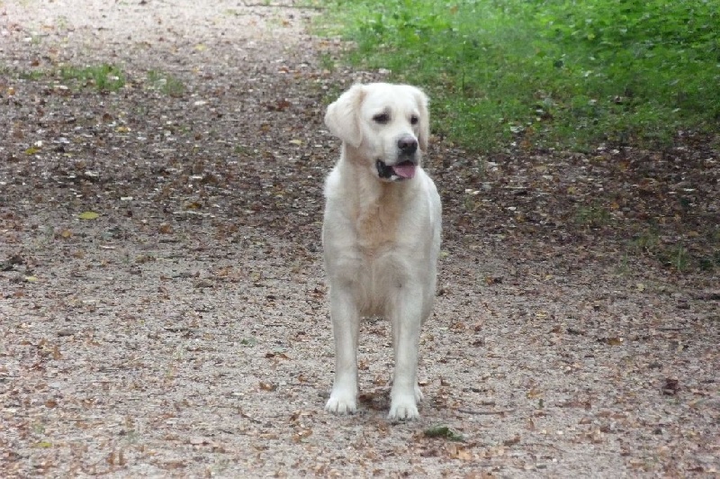 Farah du domaine ds rives de l'erdre